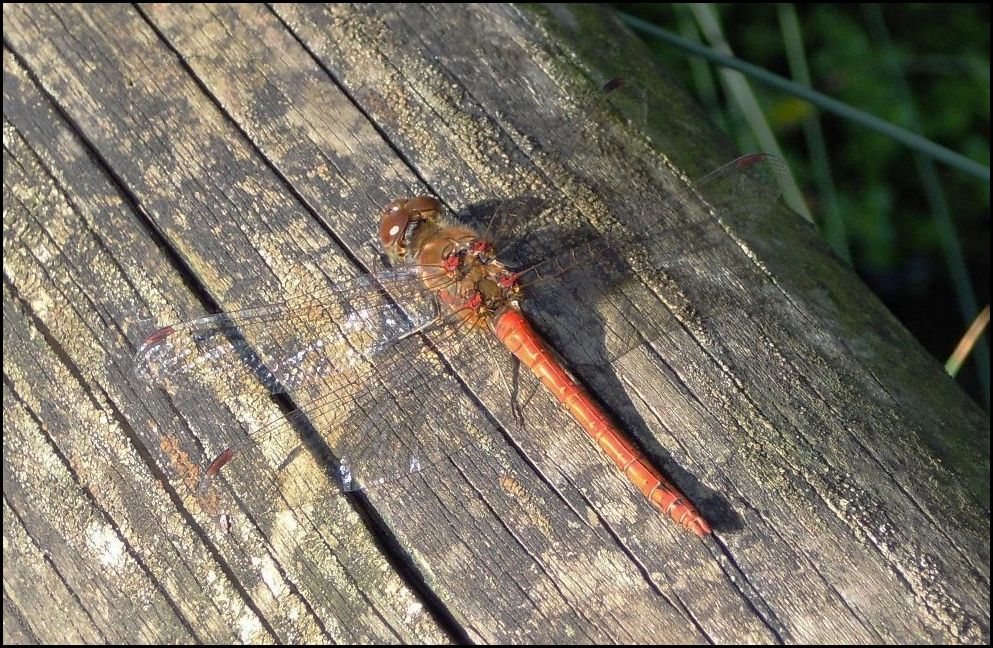 Sympetrum striolatum